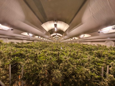 GreenStockNews