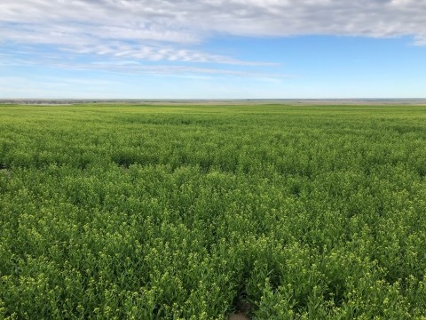 GreenStockNews