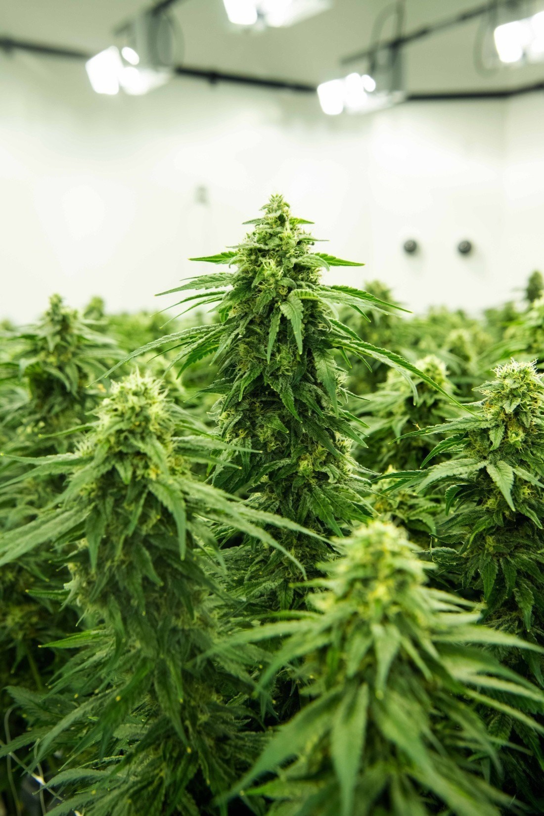 GreenStockNews