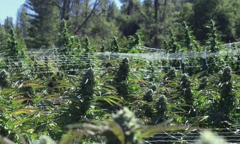 GreenStockNews