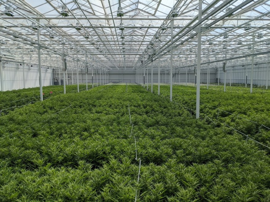 GreenStockNews