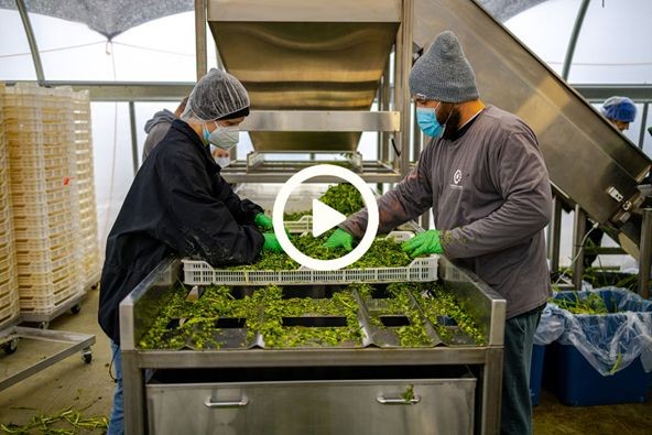 GreenStockNews