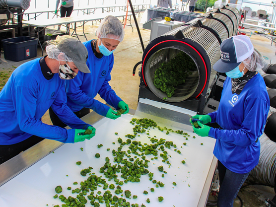 GreenStockNews