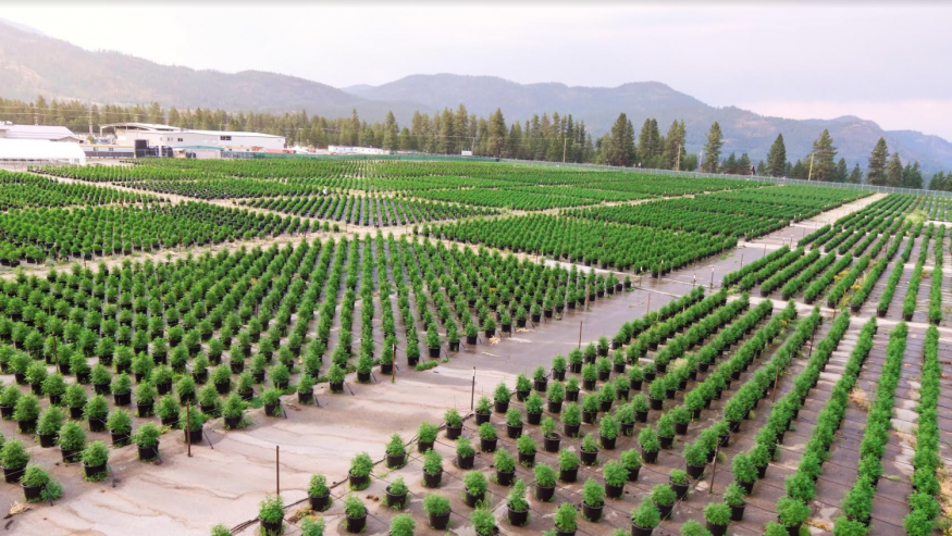 GreenStockNews