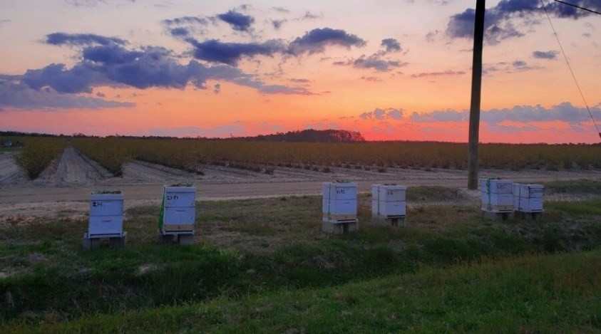 GreenStockNews