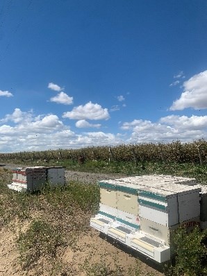 GreenStockNews