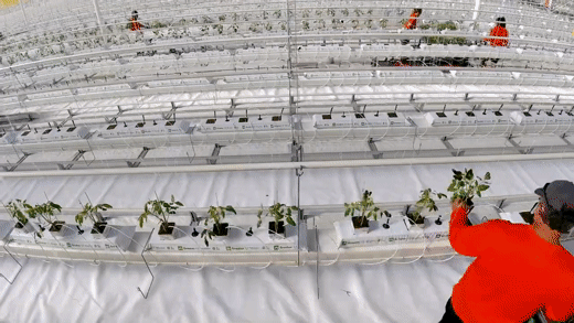 GreenStockNews