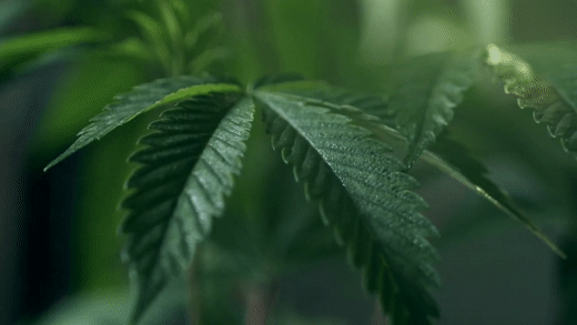 GreenStockNews
