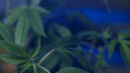 GreenStockNews