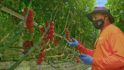 GreenStockNews