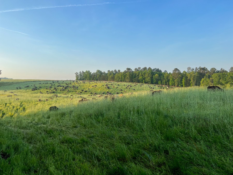 GreenStockNews