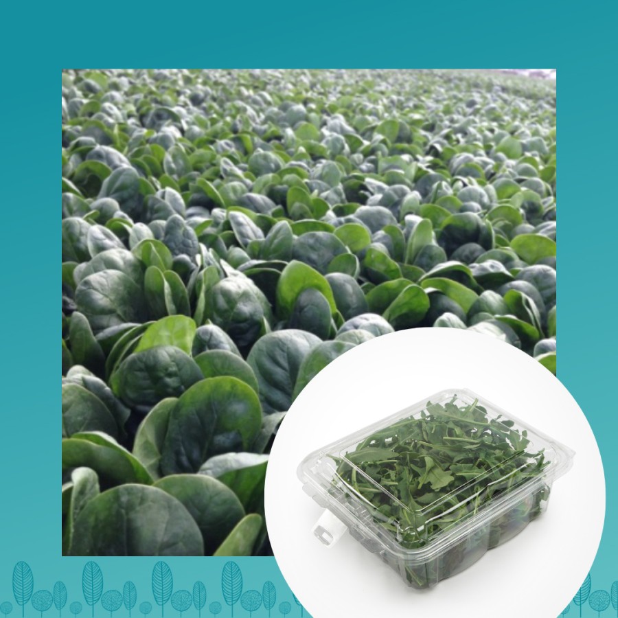 GreenStockNews