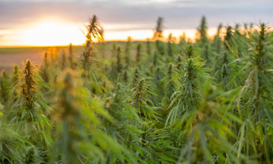 GreenStockNews