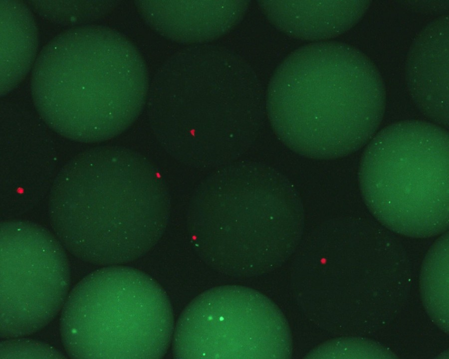 Colonies (indicated in red)  are tested by their capacity to secrete a protein of interest, which degrades the target substrate (indicated by green fluorescence) contained in Nanoliter-reactors.  The nanoliter-reactor screening platform enables the analysis of 1 million colonies per day.