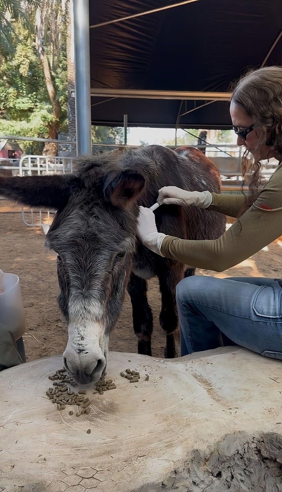 Figure 1: Ariel receiving LPT injection
Below the image