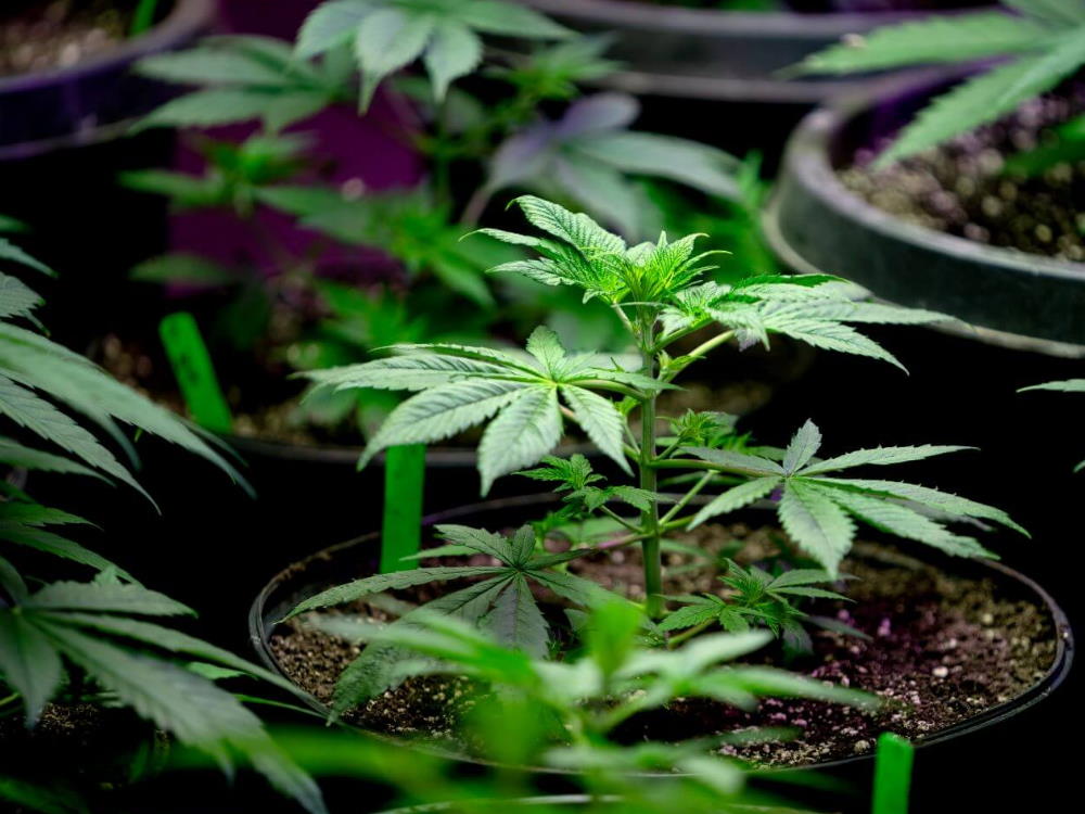 Green Stock News