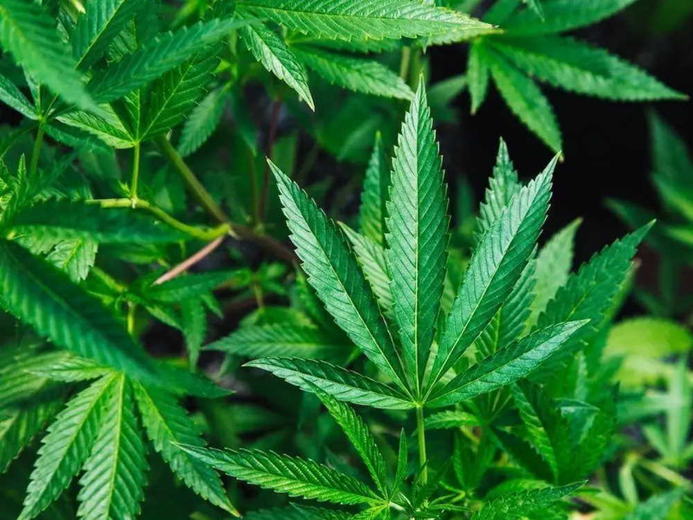 Green Stock News