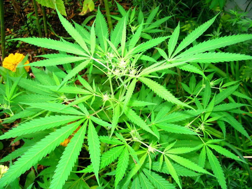 Green Stock News
