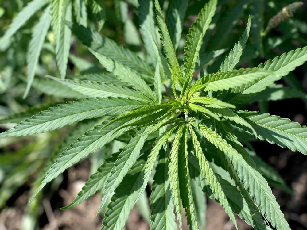 Green Stock News