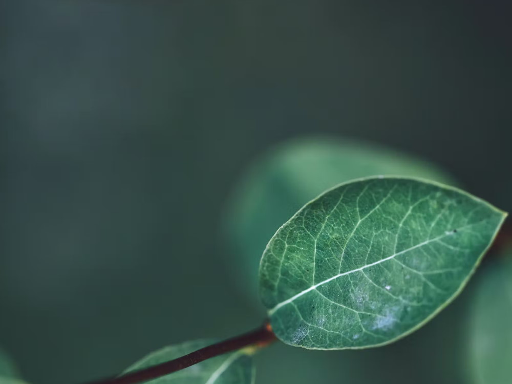 Green Stock News