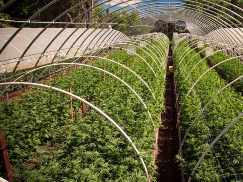 Green Stock News