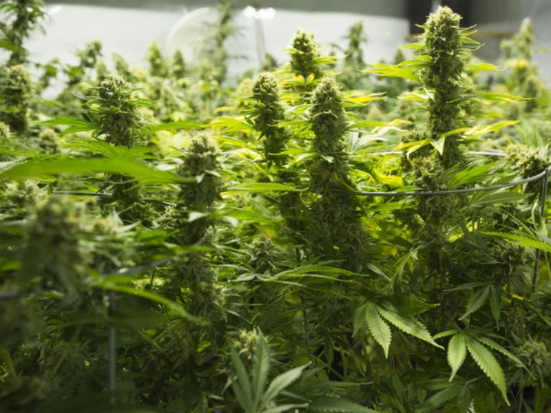 Green Stock News
