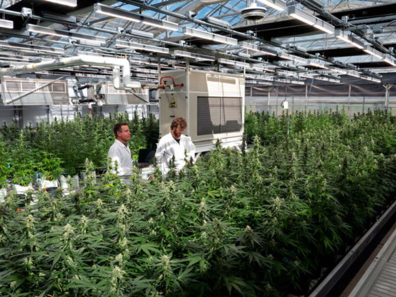 Green Stock News