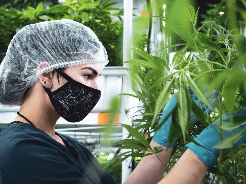 Green Stock News