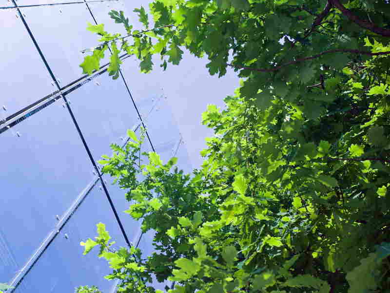 Green Stock News