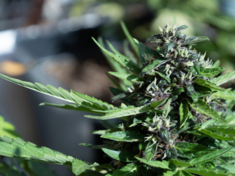 Green Stock News